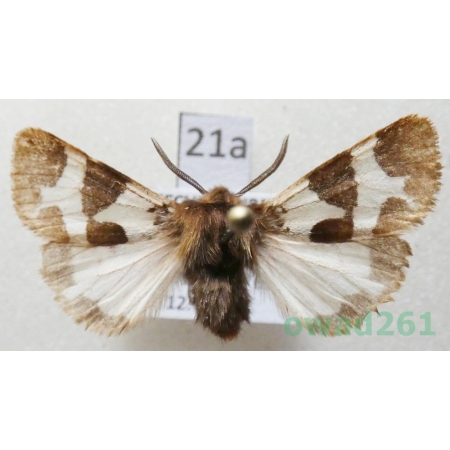 Watsonarctia casta (Esper, 1785) male Czech21a